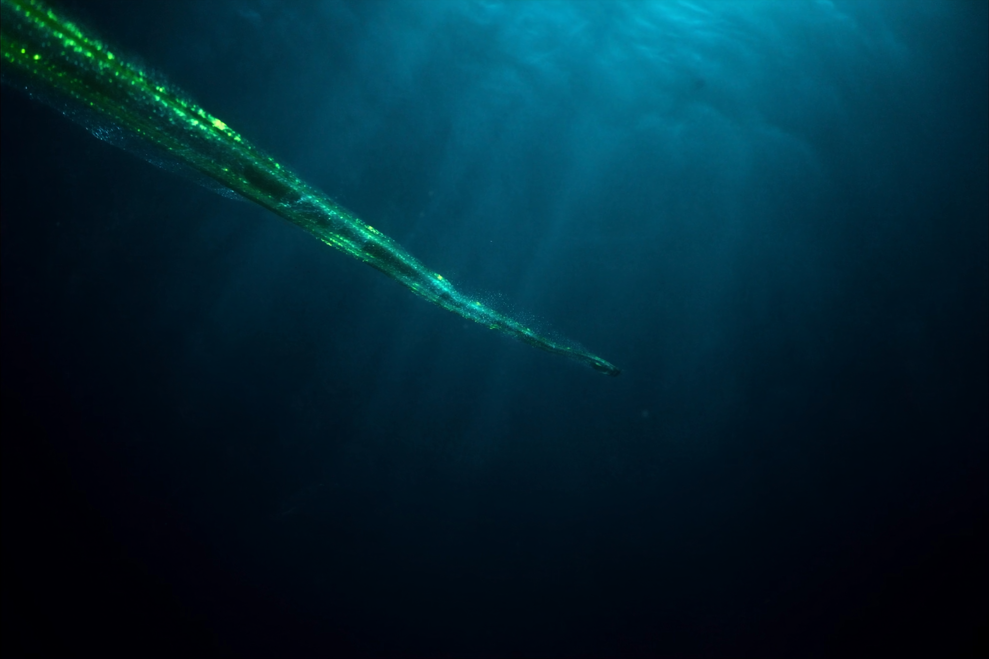 Câble sous-marin de fibre optique reposant au fond de l'océan